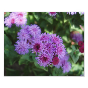 Belo Impressão de Fotos das Flores