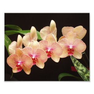 Belo Impressão de Fotos das Flores