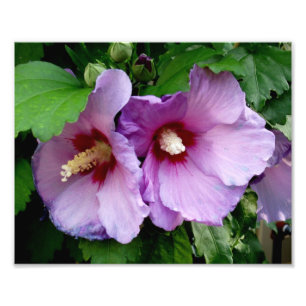 Belo Impressão de Fotos das Flores