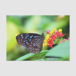 Belo Papel De Tecidos E Borboletas