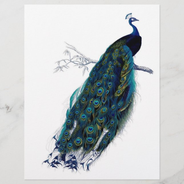 Belo pavão (Frente)