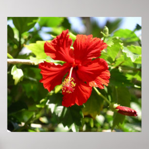 Belo Poster de Flor de Hibisco Vermelho Havaiano