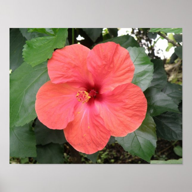 Belo Poster de Flor Laranja Hibiscus (Frente)