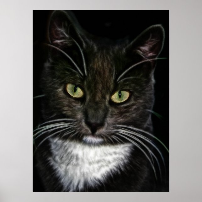 Belo Poster de Gato Negro e Branco (Frente)