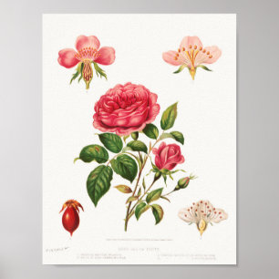Belo Poster de Ilustração Botânica Vintage