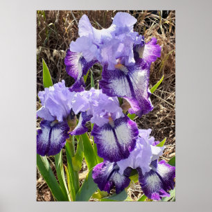 Belo Poster de Jardim Flor Roxo Iris Lilac