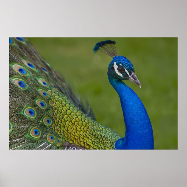 Belo Poster de Peacock (Frente)