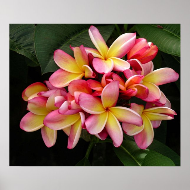 Belo Poster de Plumeria Rosa e Amarelo (Frente)