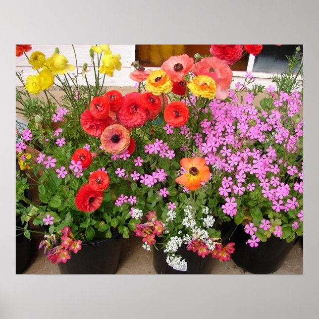 Belo Poster de Primavera de Flor Rannunculus (Frente)