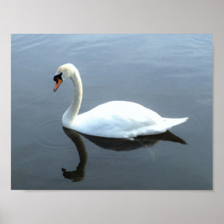 Belo Poster de Reflexão Swan
