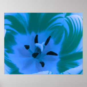Belo Poster de Tulipa Azul