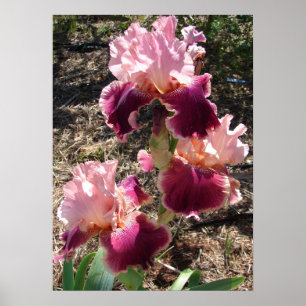 Belo Poster do Jardim da Flor Rosa-Rosa-escuro Mar