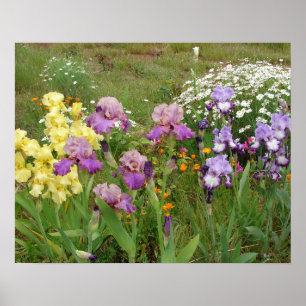 Belo Poster do Jardim Flor Iris Irises