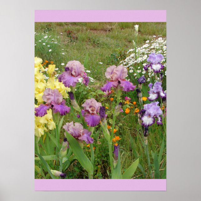Belo Poster do Jardim Flor Iris Irises (Frente)