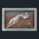 Belo Sleing Wolf Belt Buckle<br><div class="desc">Este é um belo cinto de lobo adormecido</div>