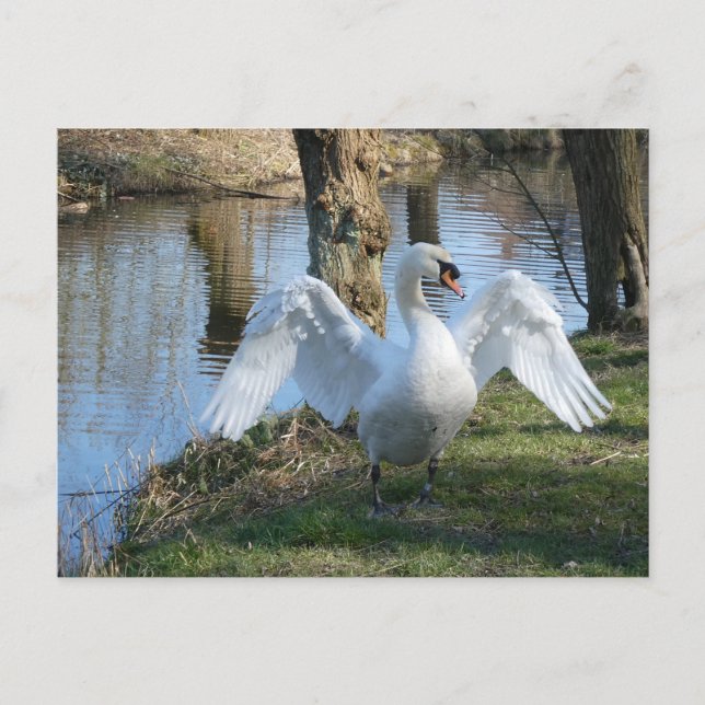 Belo Swan, Asas de Espalhamento Cartão Postal (Frente)