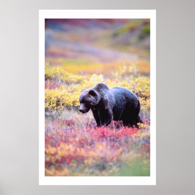 Belo Urso na Impressão das Flores da primavera (Frente)