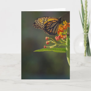 Belo Vazio de Cartão de Saudação de Imagem de Borb