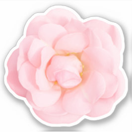 Belos adesivos rosa rosa