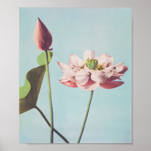 Belos impressões fotomecânicos das Flores de Lot