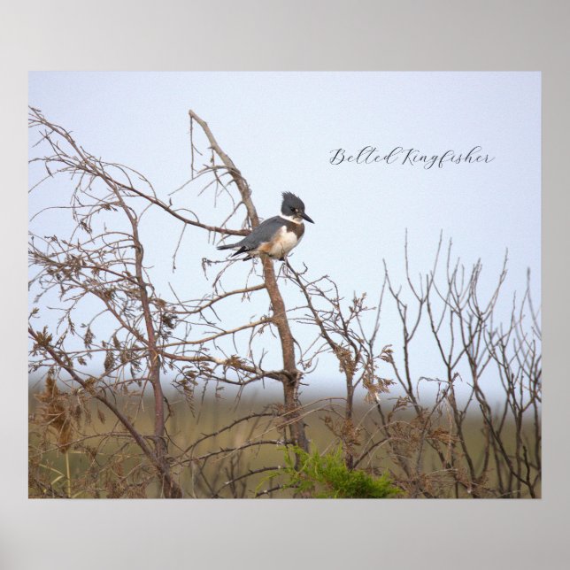 Belted Kingfisher Photo Poster (Frente)
