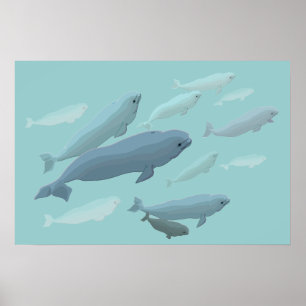 Beluga Whale Art Impressão Marinelife Whale Poster