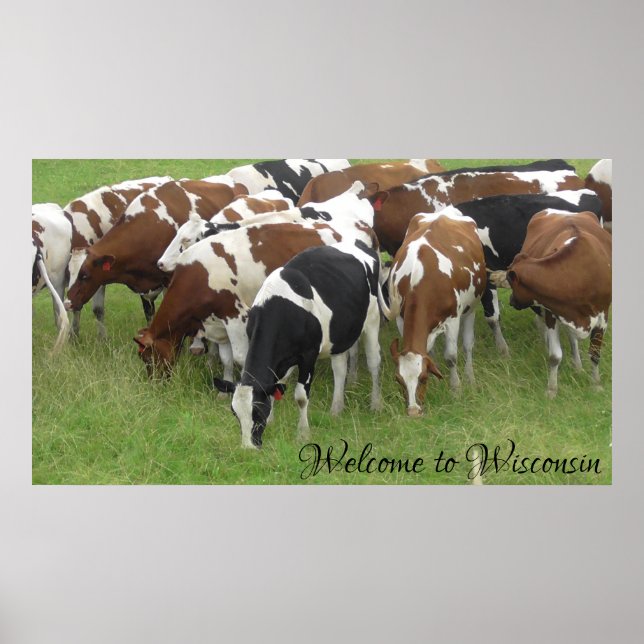 Bem-vindo ao Wisconsin Dairy Cows Photo Poster (Frente)