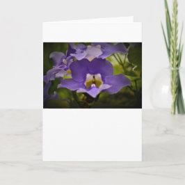 Bênção da Natureza, cartão