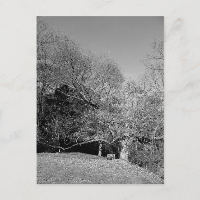 Bench sob cartões postais em árvore (Frente)