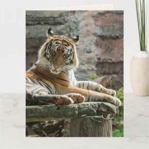 BENGAL TIGER BONITO Cartão de Voto de NASCIMENTO