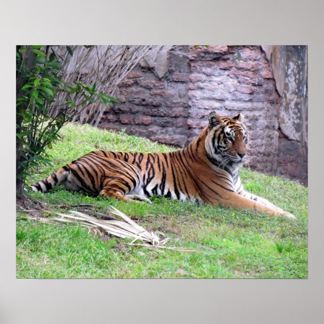 Bengal Tiger Poster (Frente)