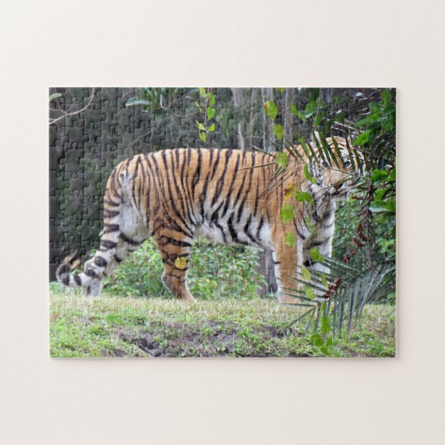 Bengal Tiger Quebra-cabeça (Horizontal)