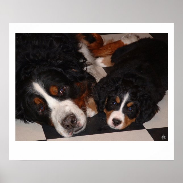 Bernese Mountain Dogs Cabeça em Poster (Frente)