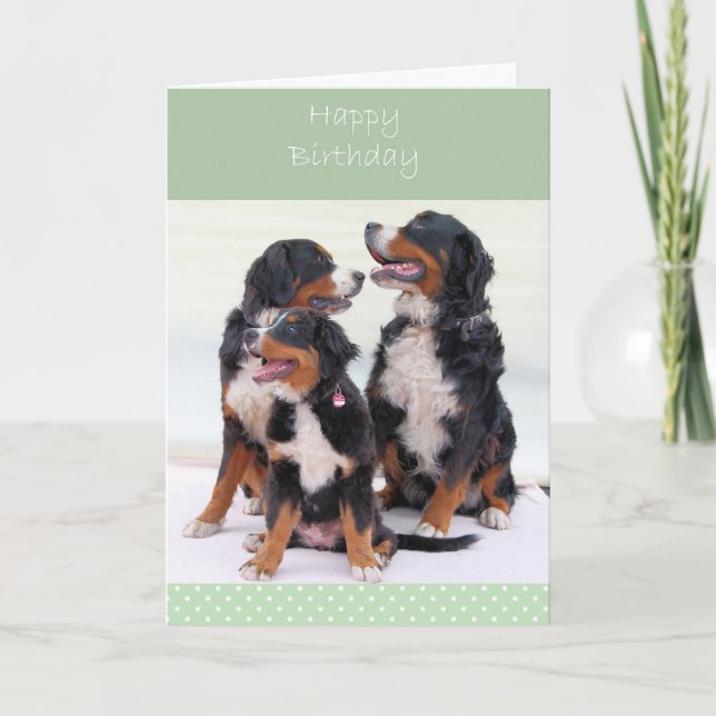 Bernese Mountain Dogs Feliz Cartão de Aniversário (Frente)