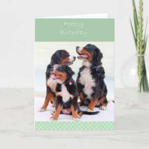 Bernese Mountain Dogs Feliz Cartão de Aniversário