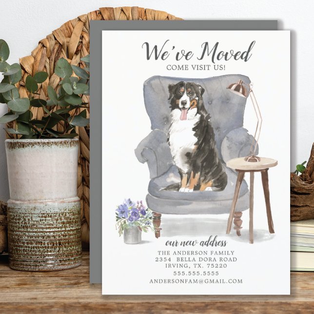 Bernese Mountain, mudamos o anúncio (Criador carregado)