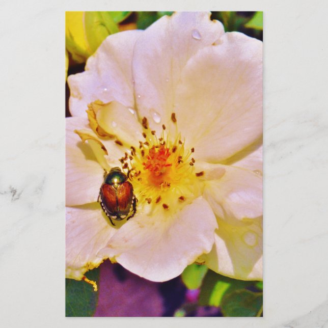 Besouro Japonês na Rosa Branca (Frente)