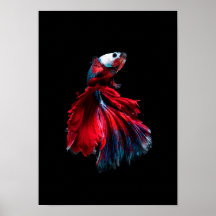 betta poster