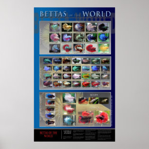 Betta Poster