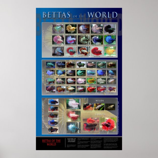 Betta Poster (Frente)