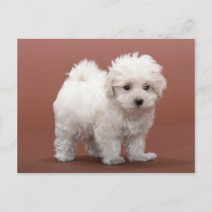 Bichon Frise Cartões De Papoila, Póspalos, Prese