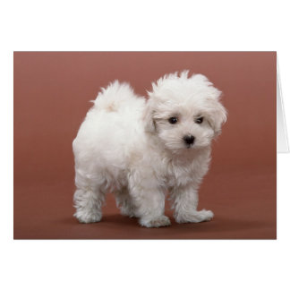 Bichon Frise Cartões De Papoila, Póspalos, Present