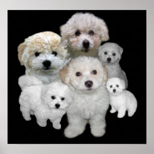 Bichon Frise Puppies Impressão