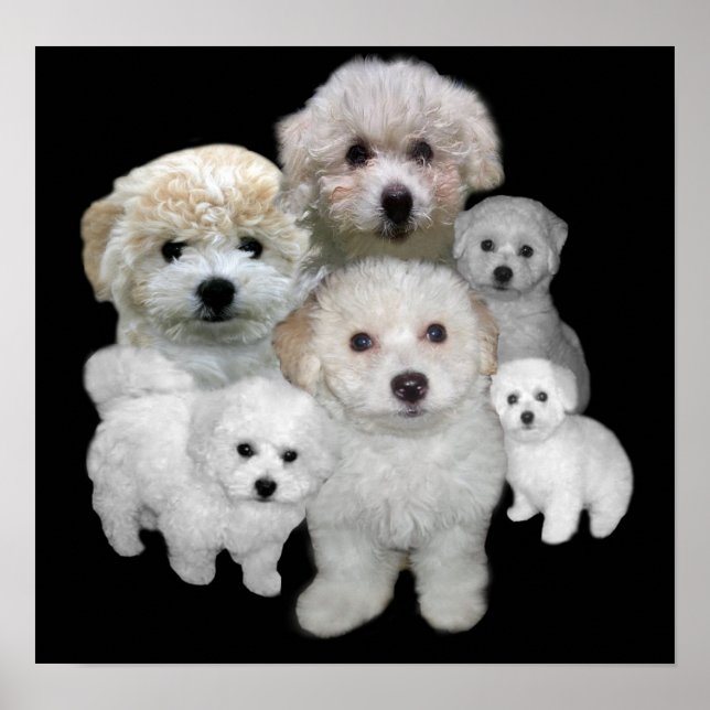 Bichon Frise Puppies Impressão (Frente)