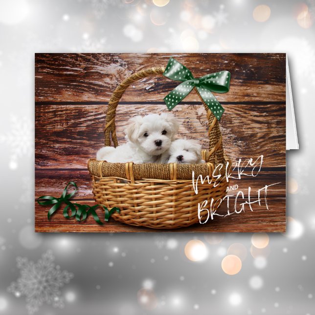 Bichon Frise Puppies no Cartão de Natal (Criador carregado)
