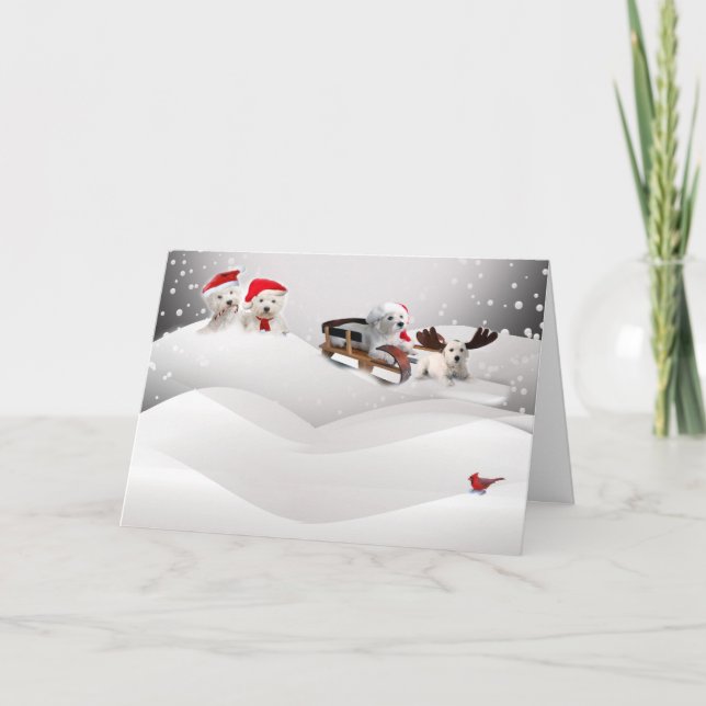 Bichon Frise um cartão do Feliz Natal (Frente)