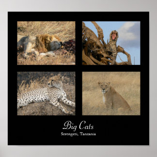 Big Cats - Serengeti, Tanzânia Poster