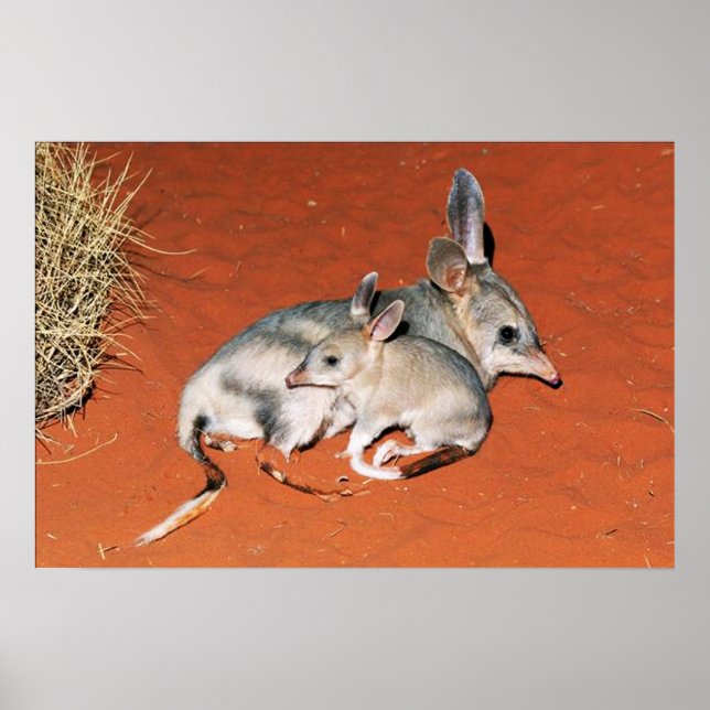 Bilby e Baby Resting no Poster do deserto (Frente)