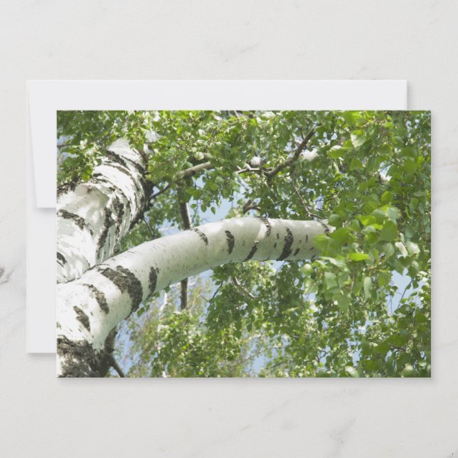 BIRCH (Frente)