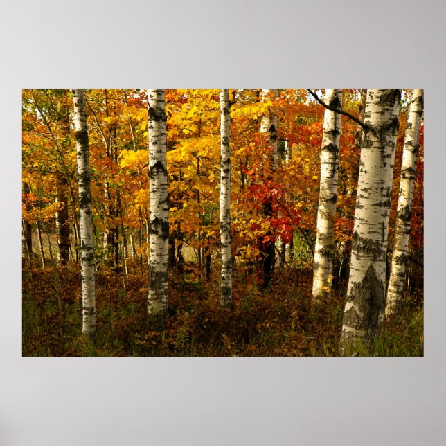 Birch Forest Poster (Frente)